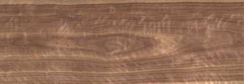 Black walnut