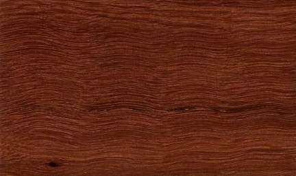 Forest red gum