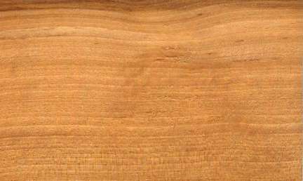 Black birch