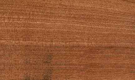 American muskwood