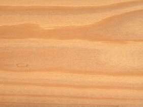 Sitka spruce